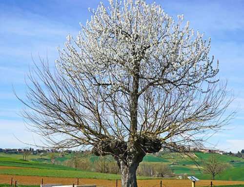 Il Bialbero della Felicità di Casorzo